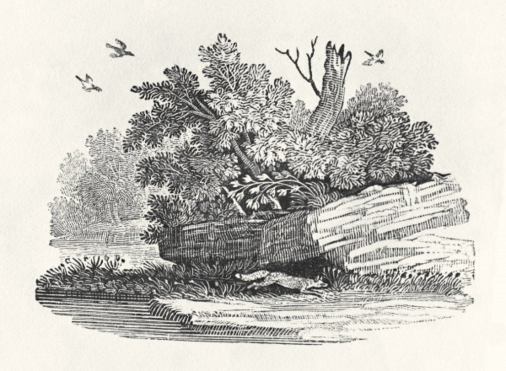 Detail of Fox escaping by Thomas Bewick