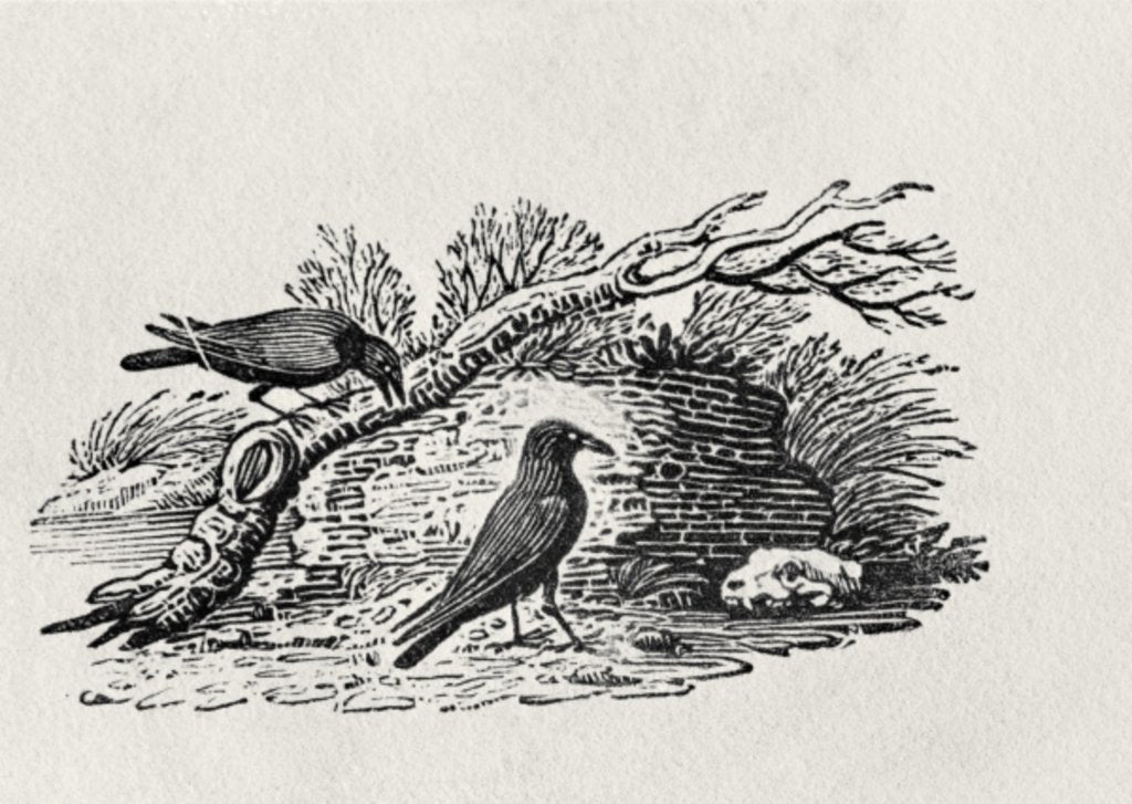 Detail of Crows from the 'History of British Birds' Volume I, pub. 1797 by Thomas Bewick