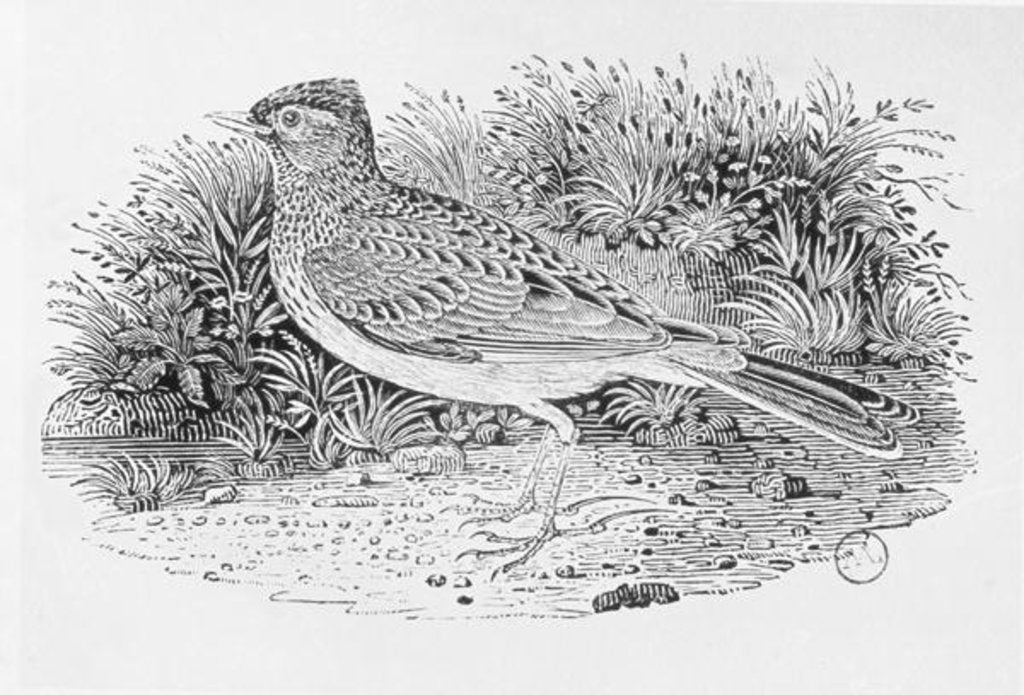 Detail of The Skylark from the 'History of British Birds' Volume I, pub. 1797 by Thomas Bewick