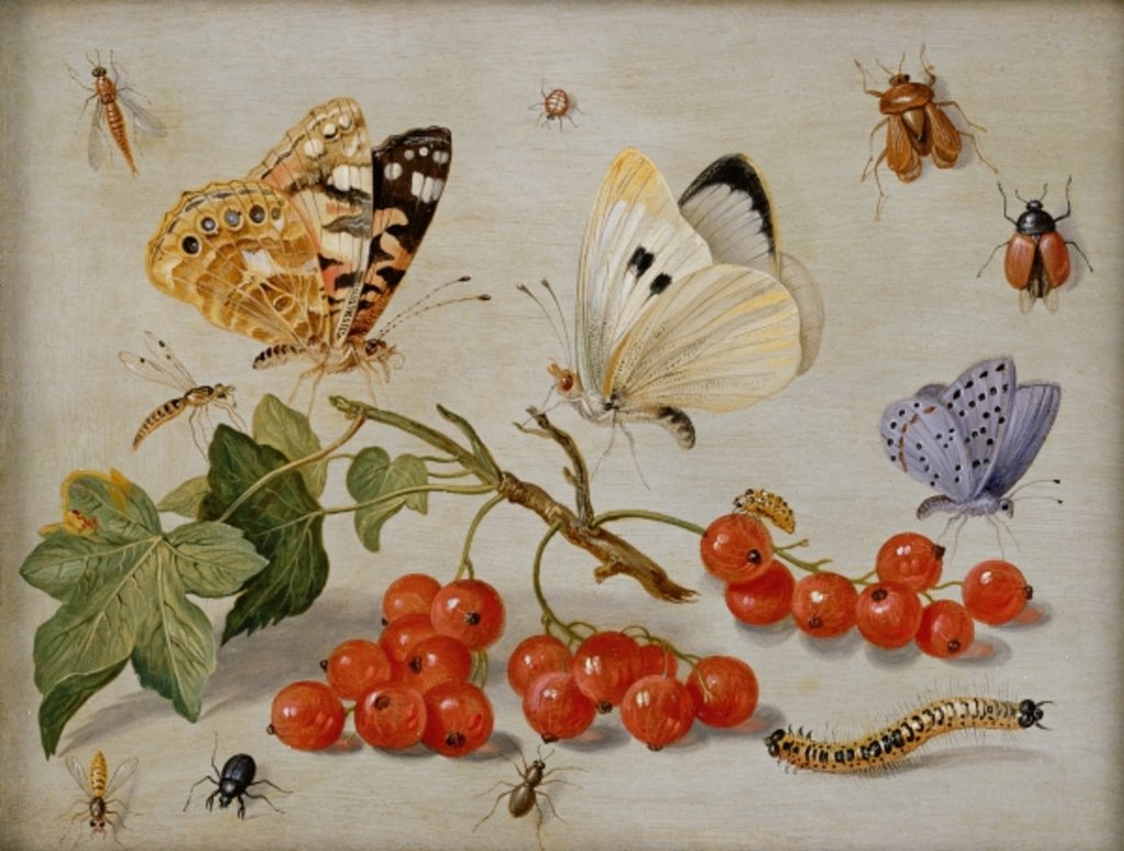 A still life with sprig of Redcurrants, butterflies, beetles, caterpillar and insects by Jan van the Elder Kessel