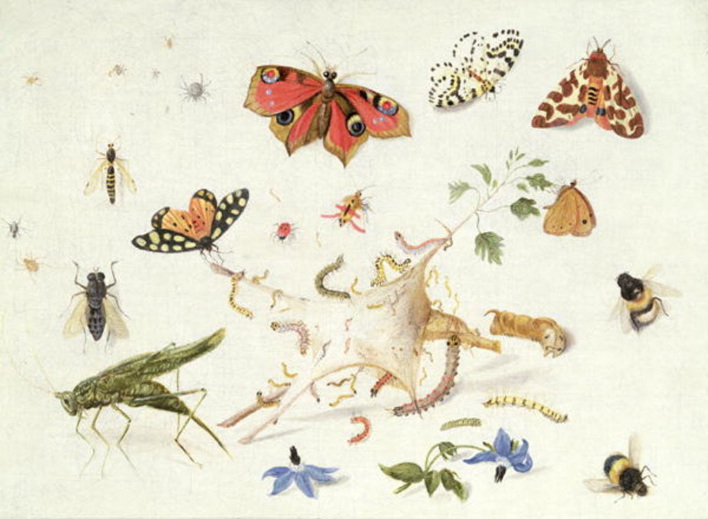 Detail of Study of Insects and Flowers by Ferdinand van Kessel