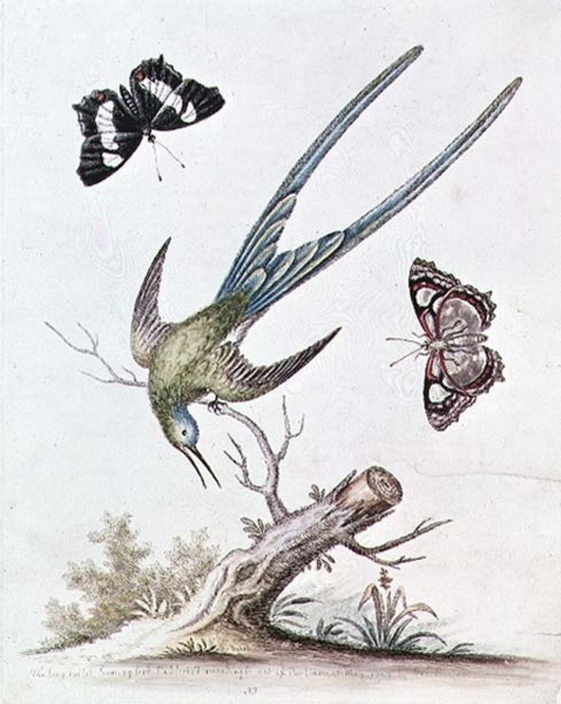 Detail of The Long-tailed Humming Bird, 1742 by George Edwards