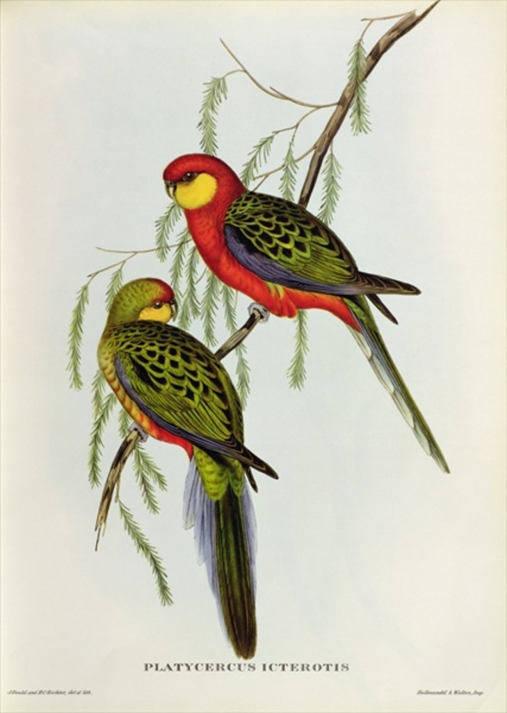 Detail of Platycercus Icterotis by John Gould