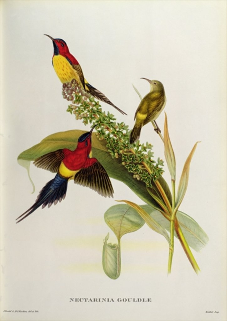 Detail of Nectarinia Gouldae from 'Tropical Birds', 19th century by John Gould