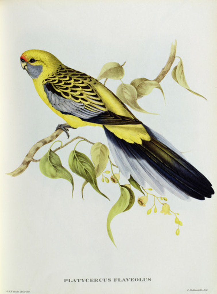 Detail of Platycercus Flaveolus by John Gould