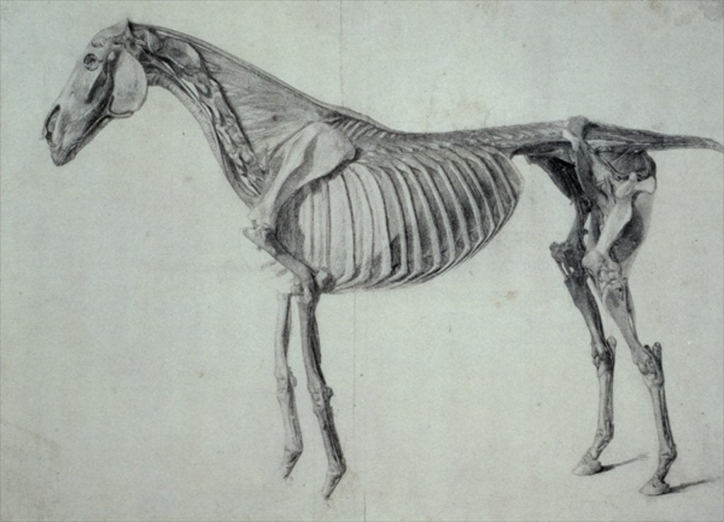 Detail of Finished Study for the Fifth Anatomical Table of a Horse by George Stubbs