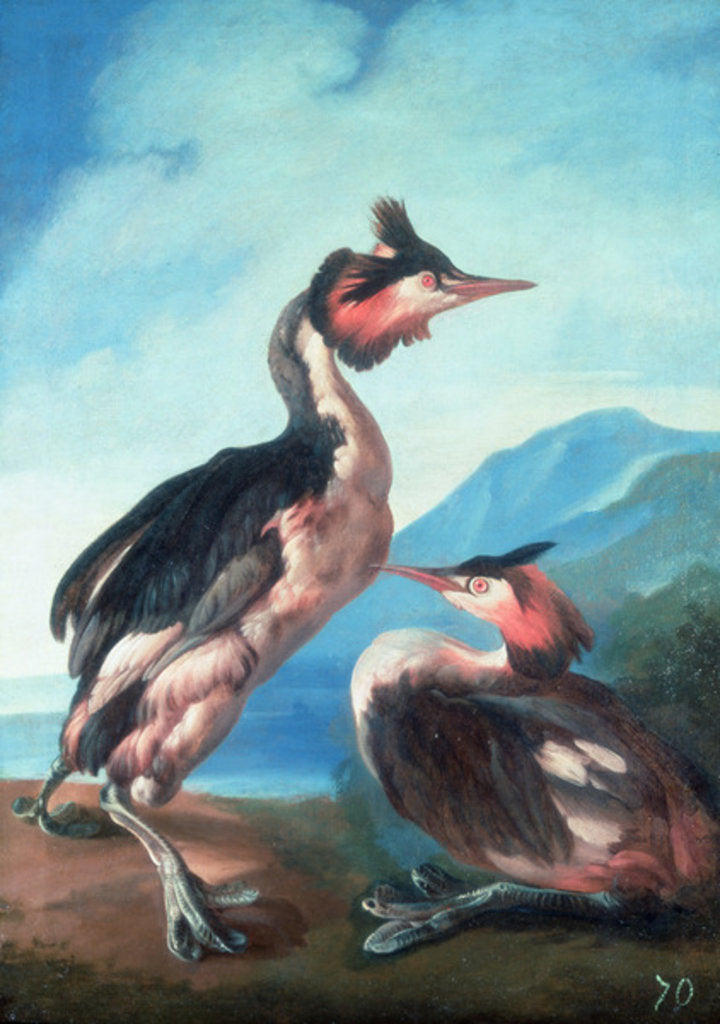 Detail of A Pair Great Crested Grebes by a Riverbank by Faustino Durante