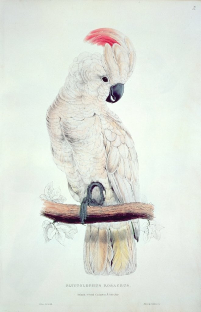 Detail of Salmon-Crested Cockatoo by Edward Lear