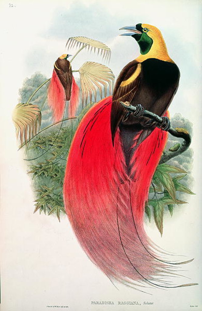 Detail of Bird of Paradise by John & Hart William  Gould