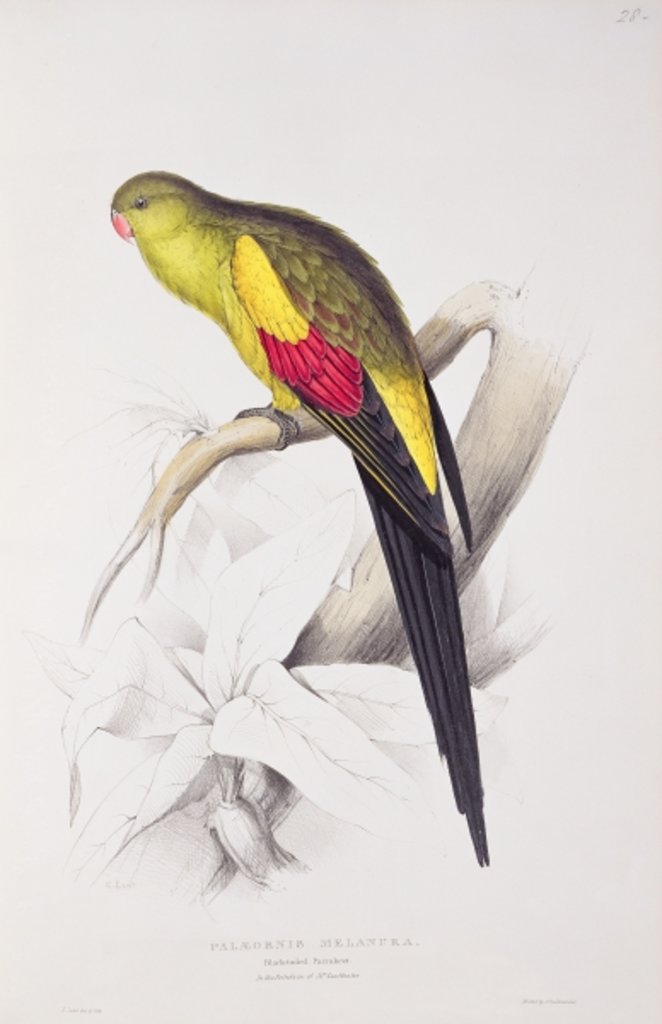 Detail of Black-Tailed Parakeet by Edward Lear