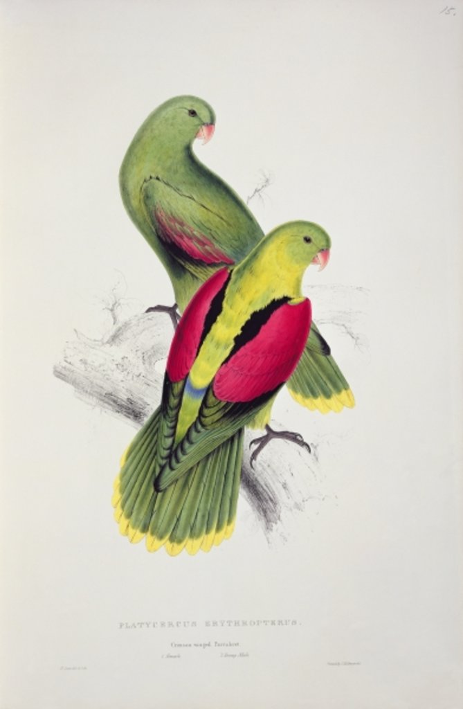 Detail of Crimson-Winged Parakeet by Edward Lear