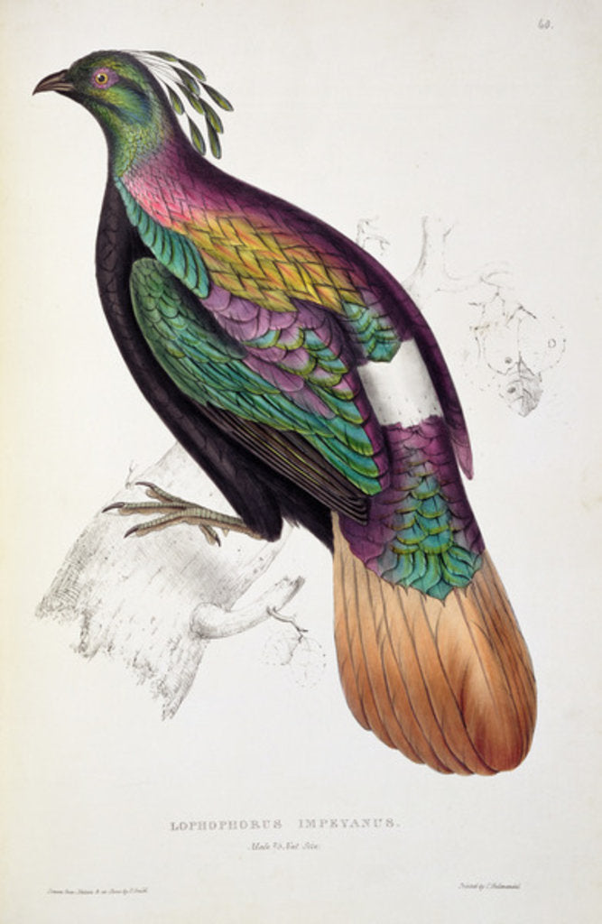 Detail of Himalayan Monal Pheasant by Elizabeth Gould