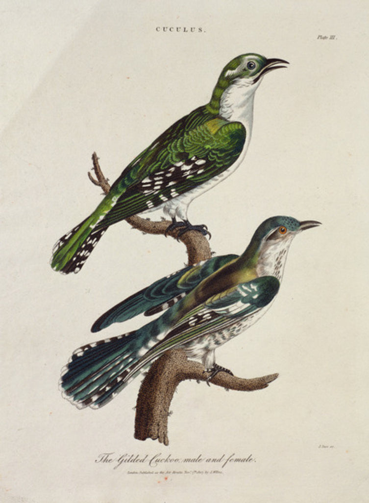 Detail of Gilded Cuckoo, Male and Female by English School