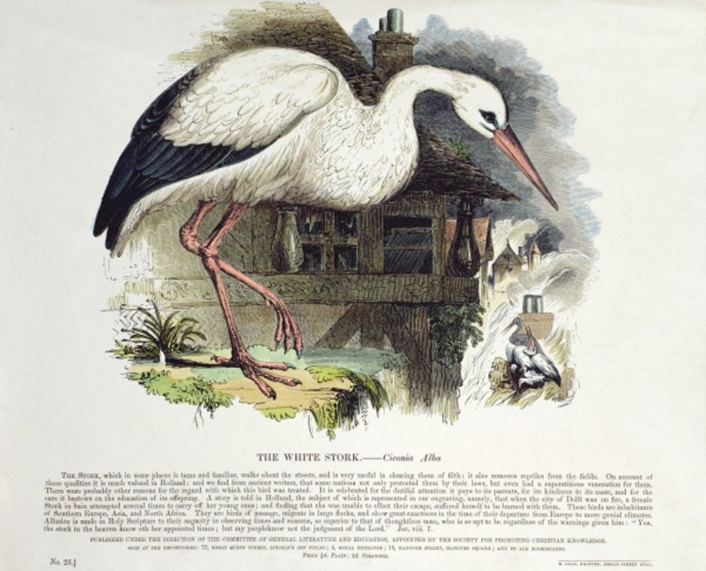 Detail of White Stork by English School
