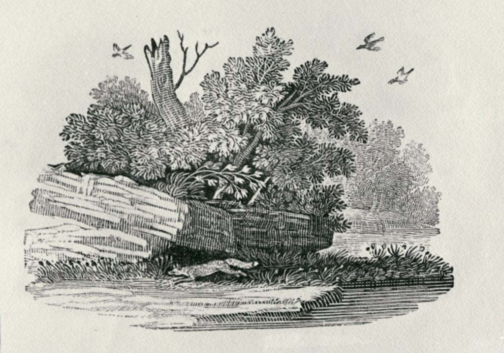 Detail of Fox escaping by Thomas Bewick