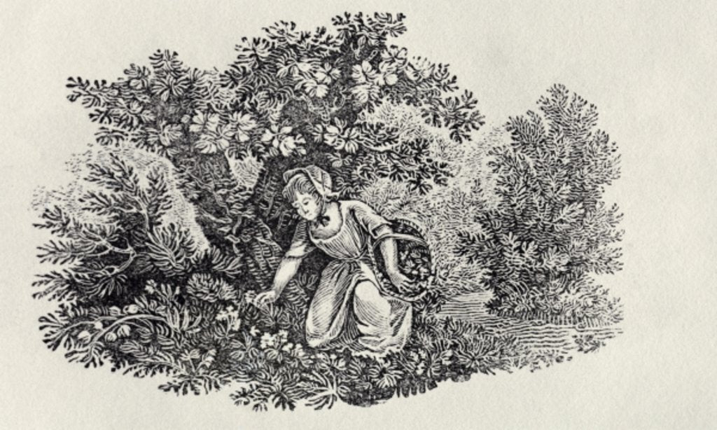 Detail of A Girl Gathering Flowers from 'History of British Birds and Quadrupeds' by Thomas Bewick