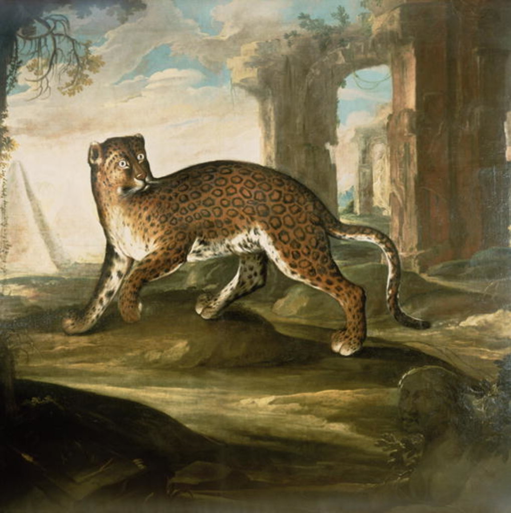 Detail of A Jaguar by Andrea the Elder Scacciati
