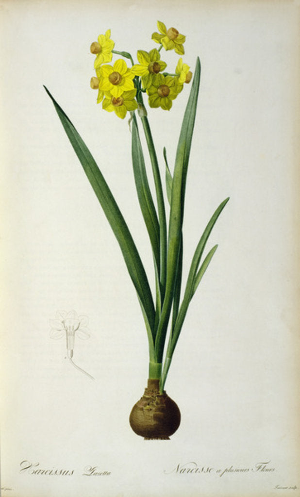 Detail of Narcissus Lazetta by Pierre-Joseph Redouté