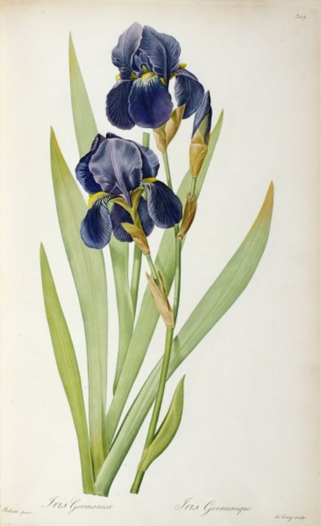 Detail of Iris Germanica by Pierre-Joseph Redouté