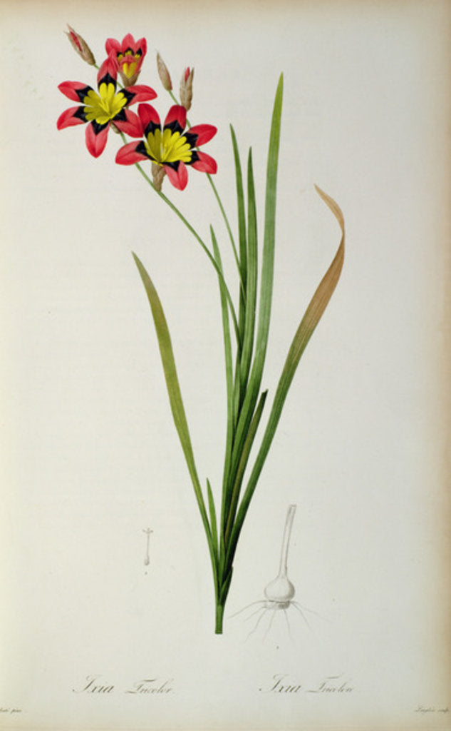 Detail of Ixia Tricolor, from `Les Liliacees', 1805 by Pierre-Joseph Redouté