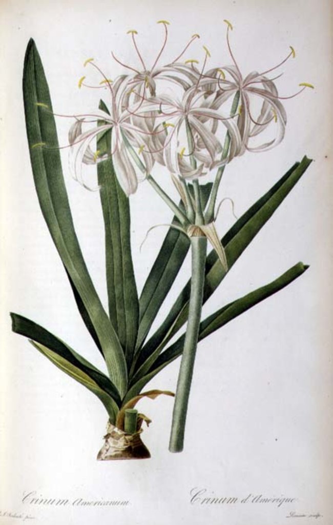 Detail of Crinum Americanum, from `Les Liliacees', 1805-16 by Pierre-Joseph Redouté