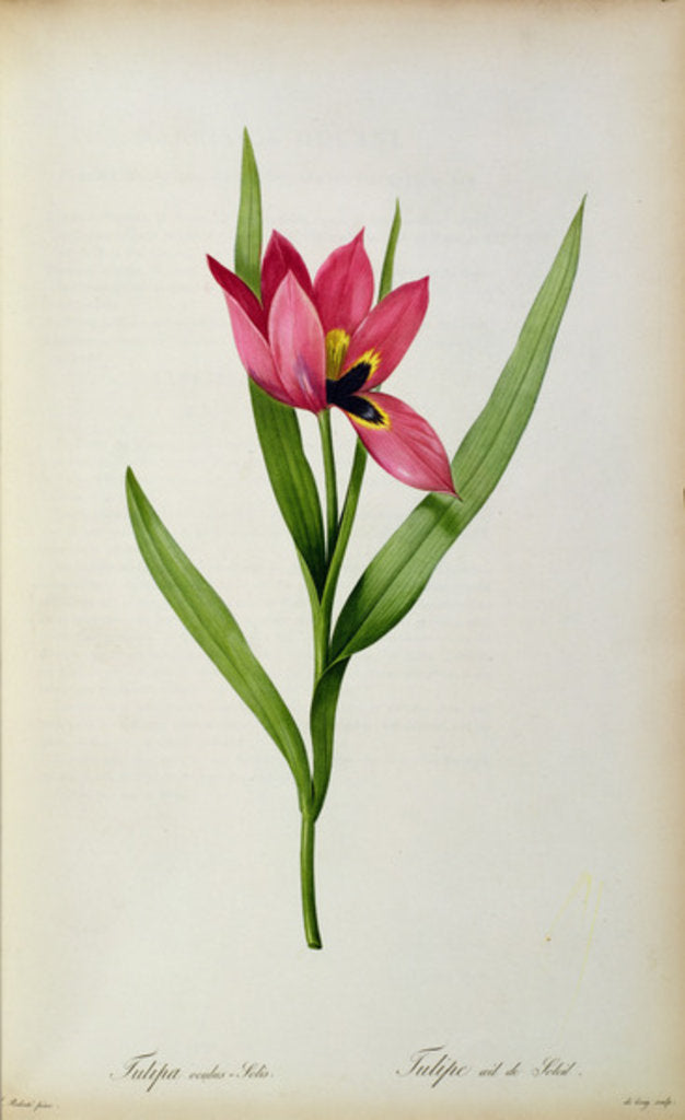 Detail of Tulipa oculus-solis by Pierre-Joseph Redouté