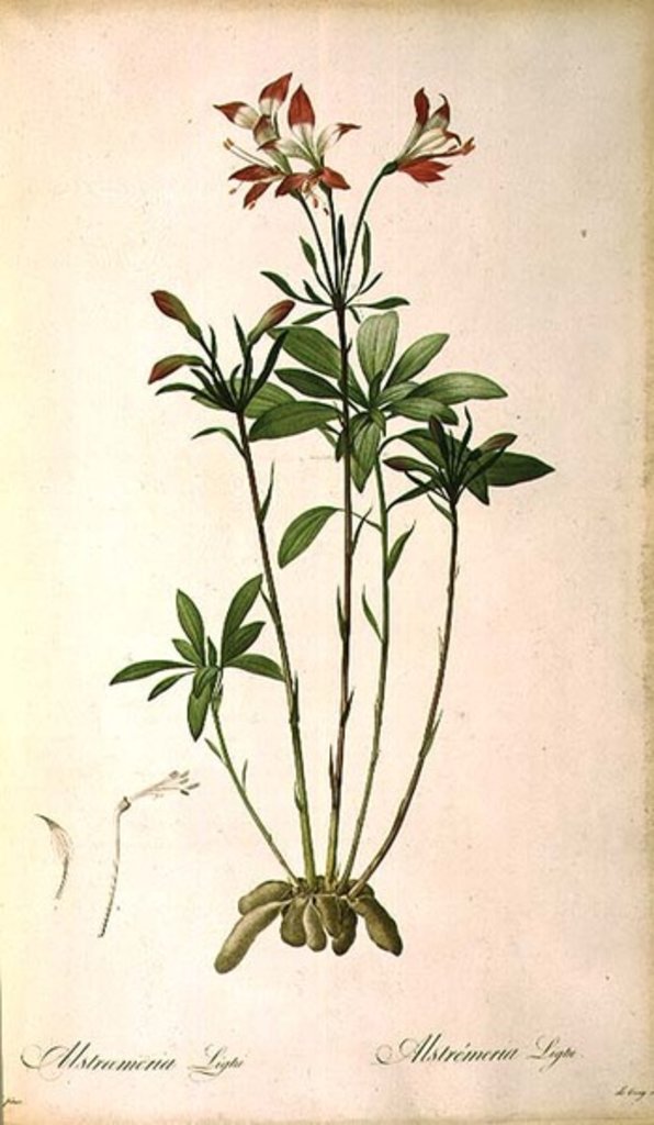 Detail of Alstraemeria Ligtu by Pierre-Joseph Redouté
