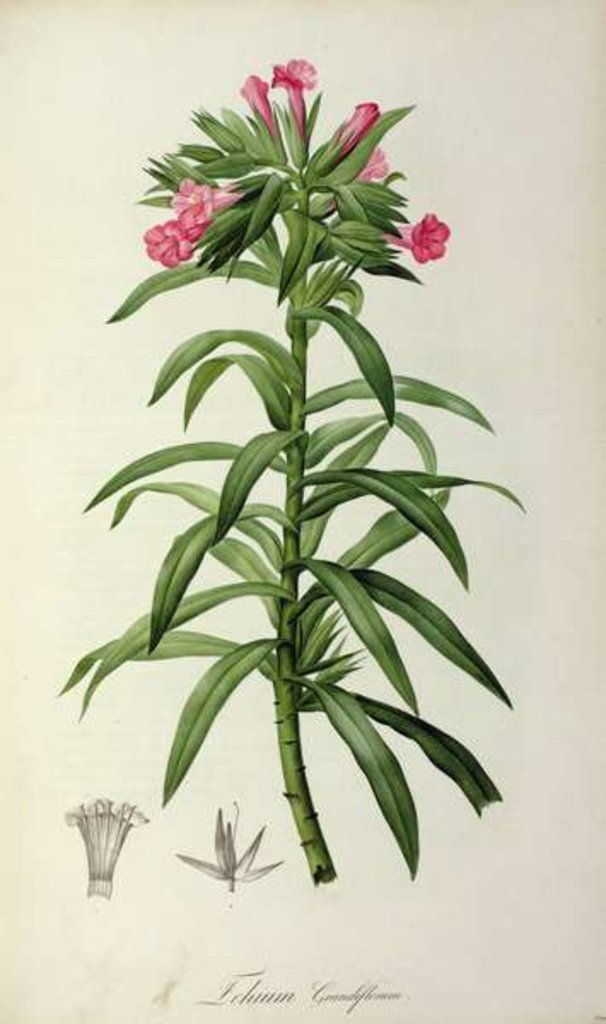 Detail of Echium Grandiflorum by Pierre-Joseph Redouté