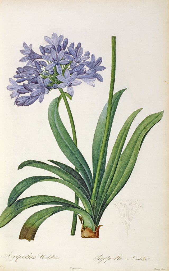 Detail of Agapanthus umbrellatus, from `Les Liliacees' by Pierre Redoute, 8 volumes, published 1805-16 by Pierre-Joseph Redouté