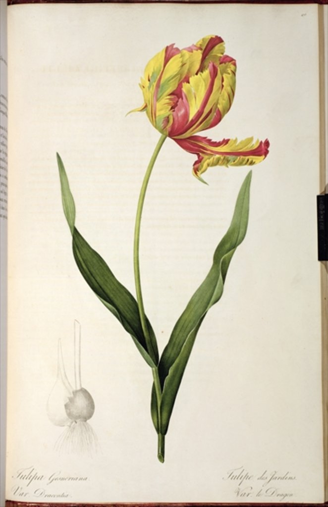 Detail of Tulipa gesneriana dracontia by Pierre-Joseph Redouté