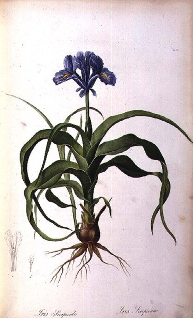 Detail of Iris Scorpioides by Pierre-Joseph Redouté