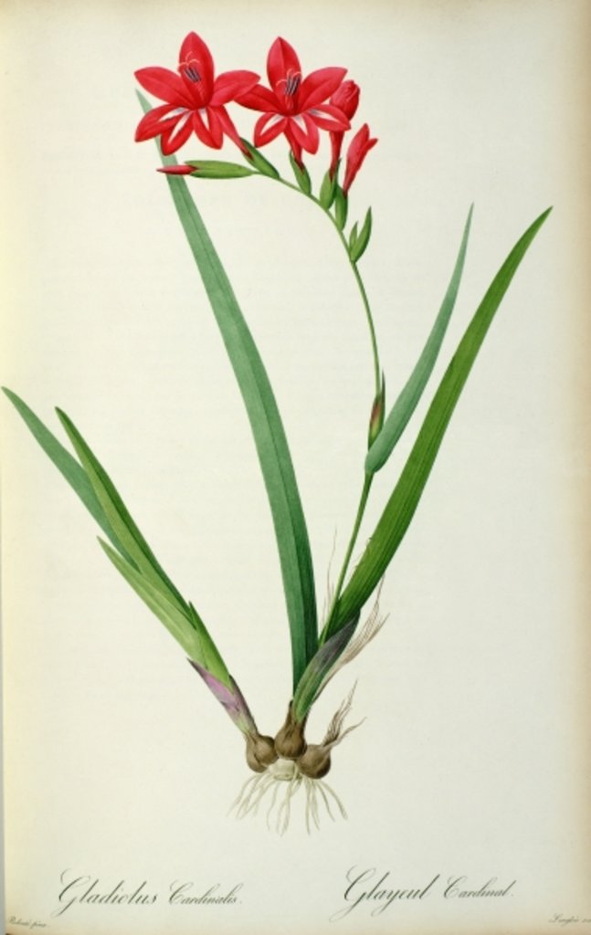 Detail of Gladiolus Cardinalis, from `Les Liliacees', 1805 by Pierre-Joseph Redouté
