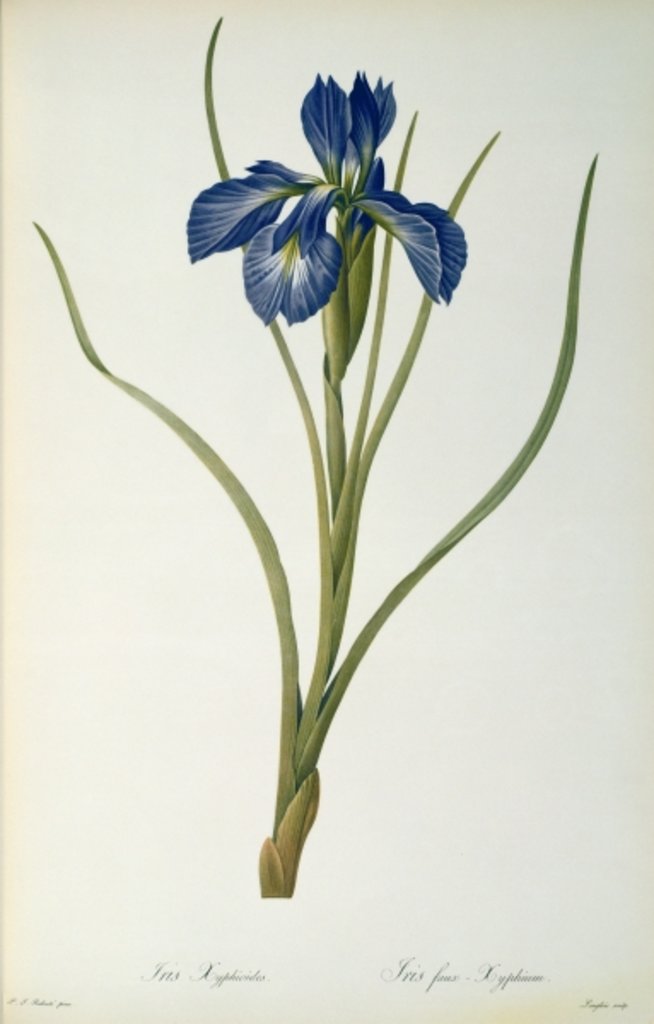 Detail of Iris Xyphioides by Pierre-Joseph Redouté