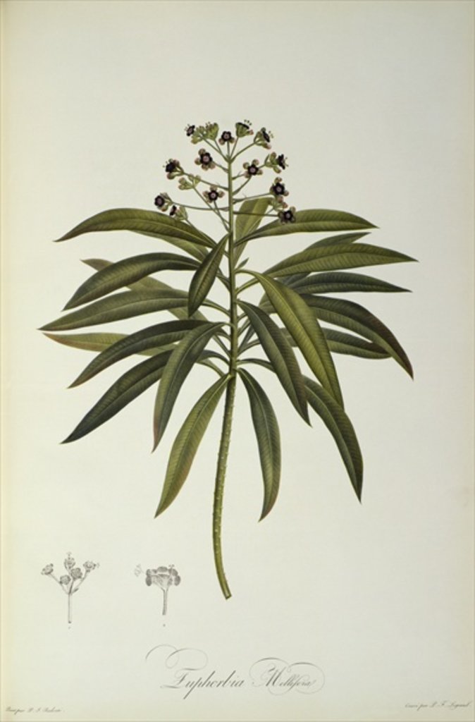 Detail of Euphorbia Mellifera by Pierre-Joseph Redouté