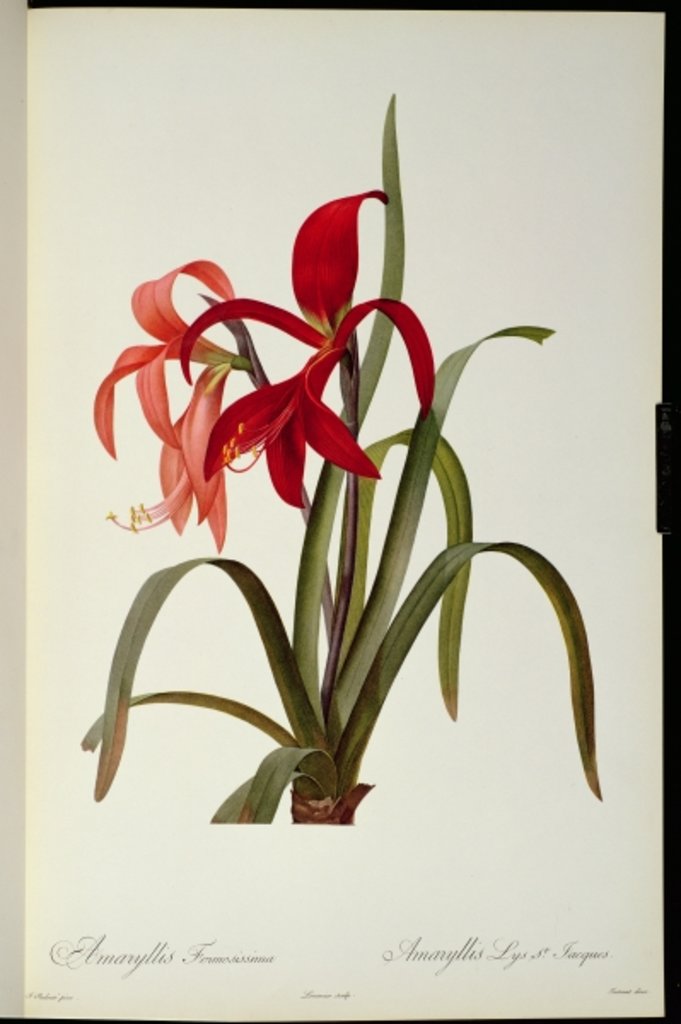 Detail of Amaryllis Formosissima, 1808 by Pierre-Joseph Redouté