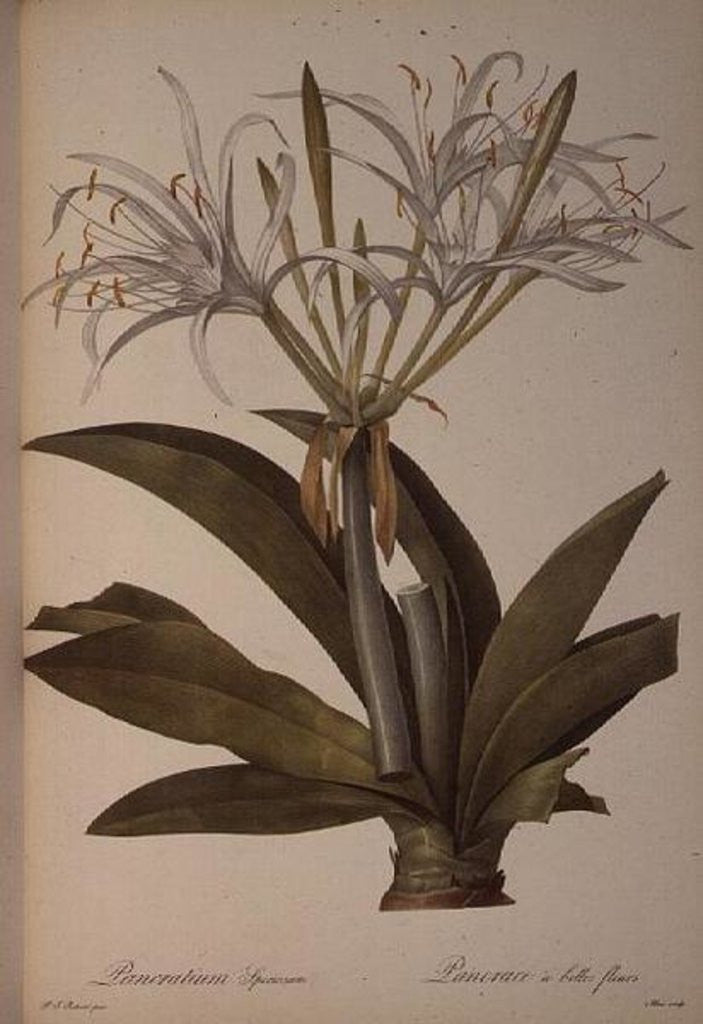 Detail of Pancratium speciosum by Pierre Joseph Redoute