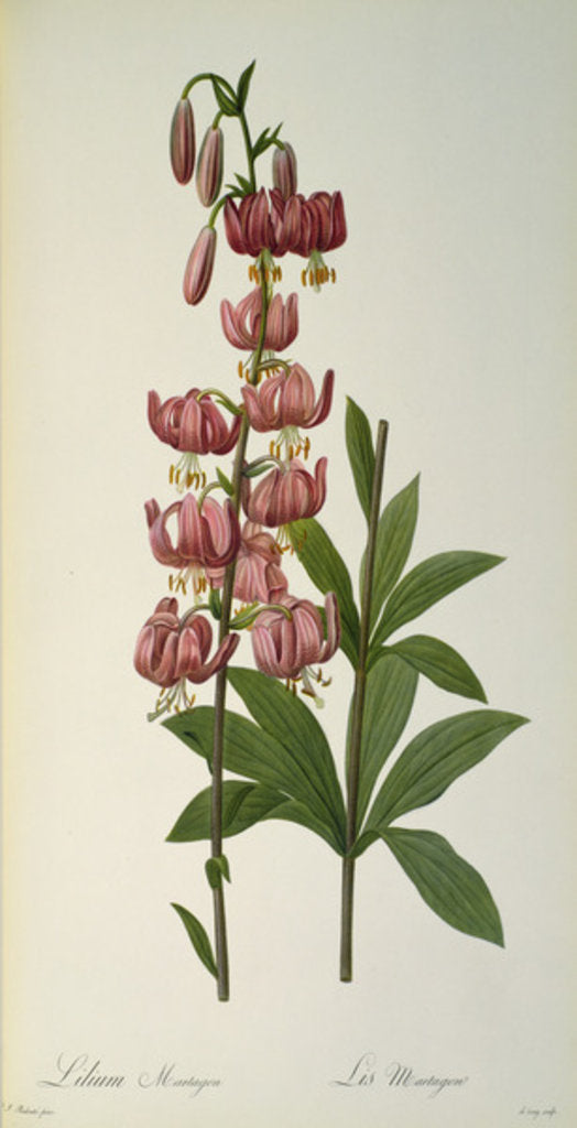 Detail of Lilium Martagon by Pierre-Joseph Redouté