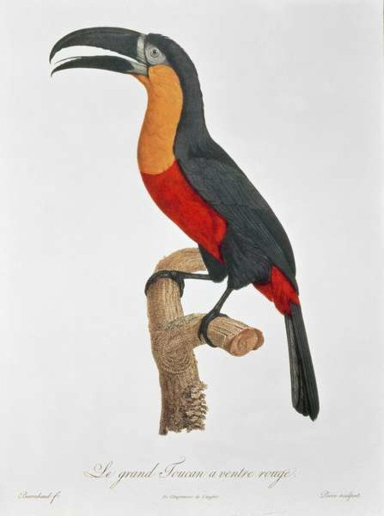 Detail of Toucan: Great Red-Bellied by Jacques Barraband by Jacques Barraband