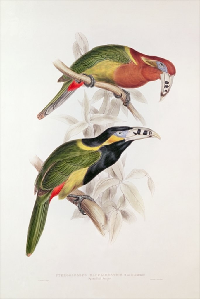 Detail of Spotted Bill Aracari, 19th century by Edward Lear