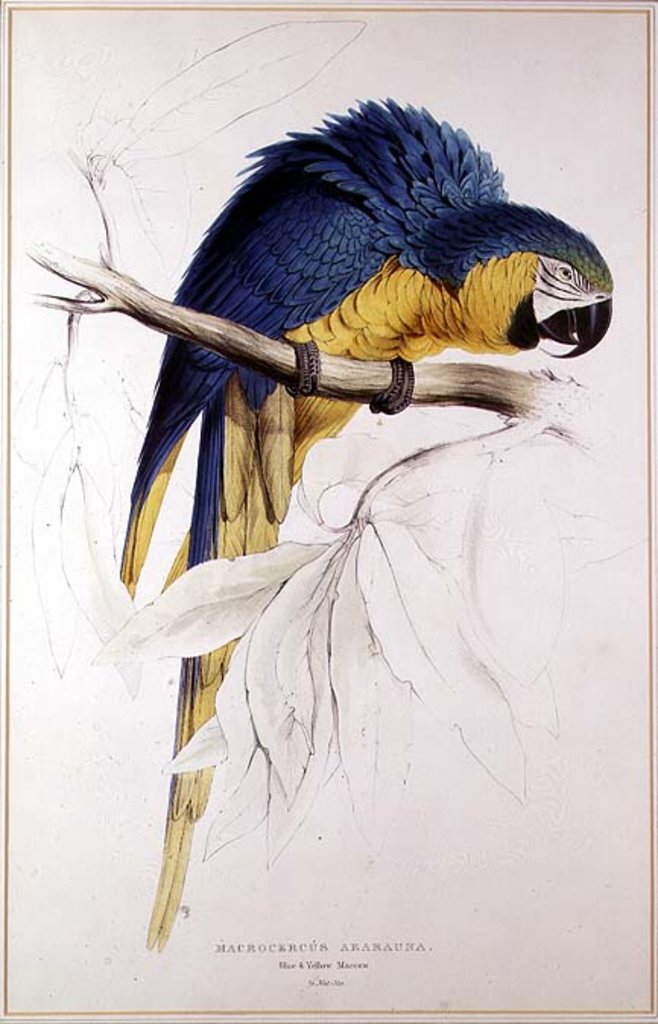 Detail of Blue and yellow Macaw by Edward Lear