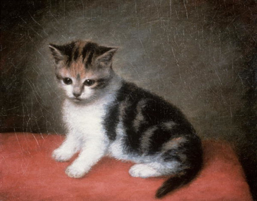 Detail of Miss Ann White's Kitten by George Stubbs
