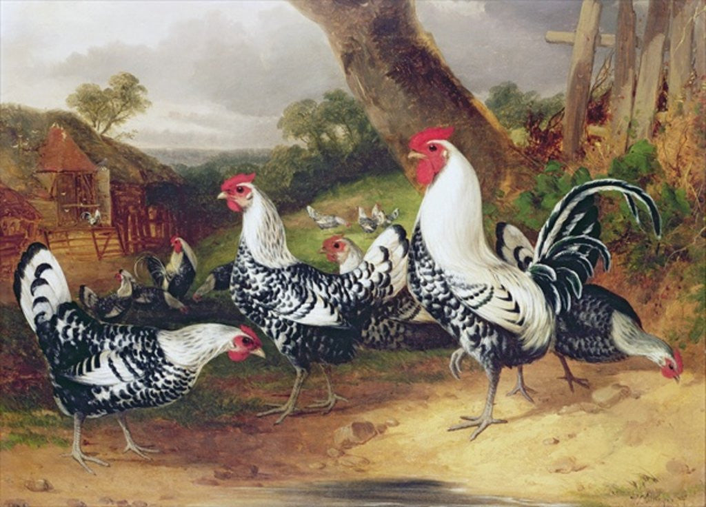 Detail of Cockerels in a Landscape by William Joseph Shayer