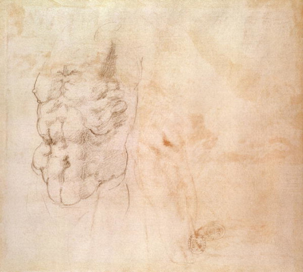 Detail of Torso Study by Michelangelo Buonarroti