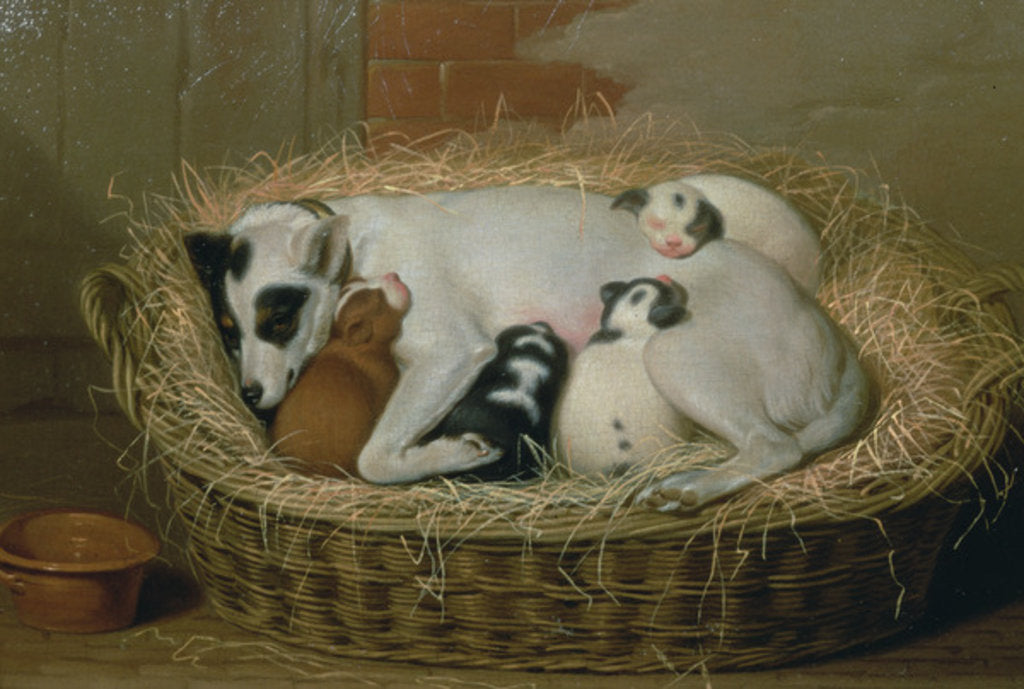 Detail of Bitch with her Puppies in a Wicker Basket by Samuel de Wilde