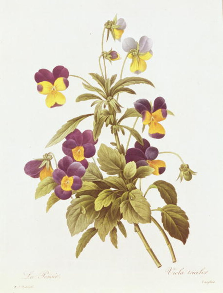 Detail of Viola Tricolour by Pierre-Joseph Redouté