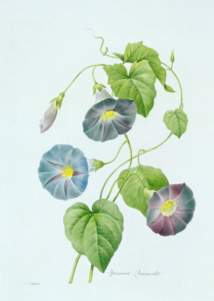 Detail of Morning Glory by Pierre-Joseph Redouté