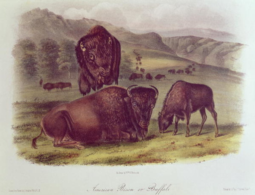 Detail of American Bison or Buffalo by John James Audubon