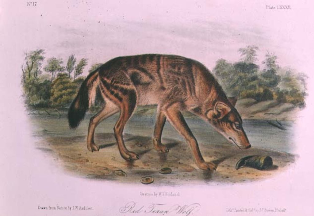 Detail of Red Wolf from 'Quadrupeds of North America', 1842-45 by John James Audubon