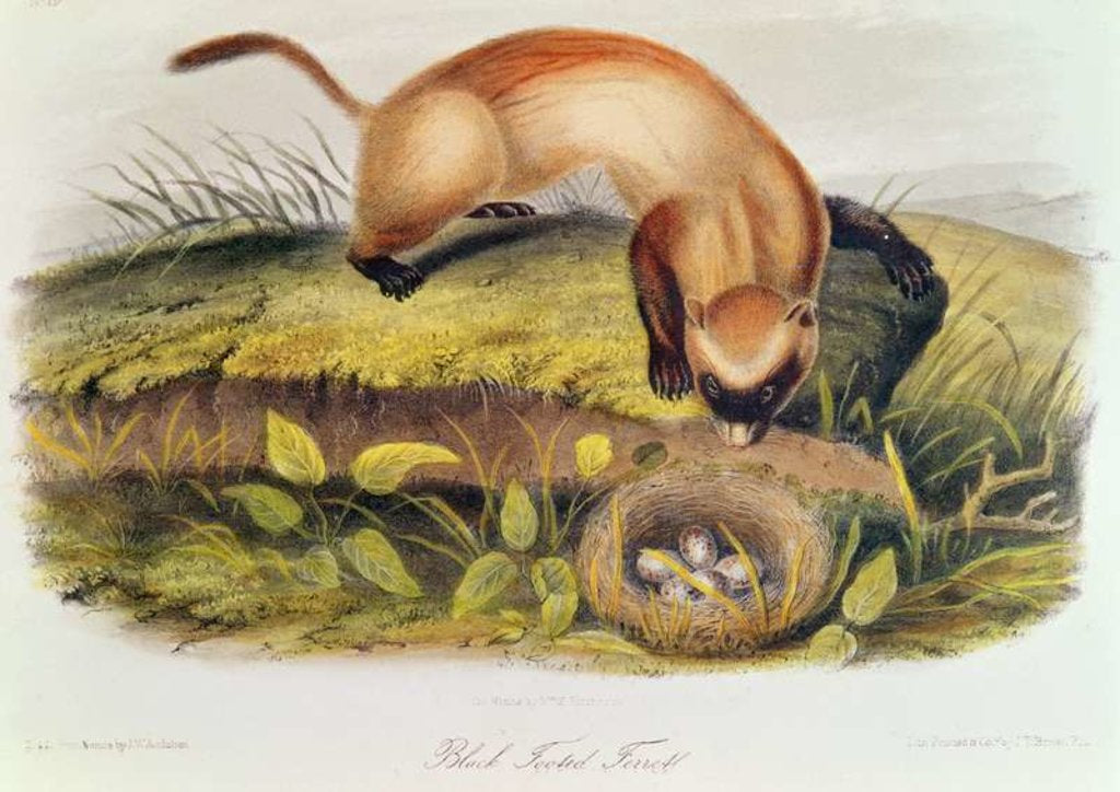 Detail of Black-footed Ferret from Quadrupeds of North America by John James Audubon