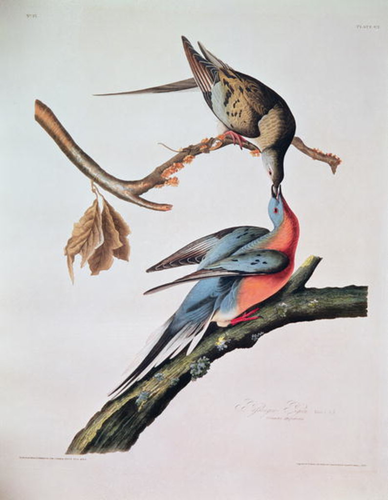 Detail of Passenger Pigeon by John James Audubon